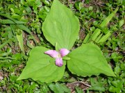 6.24-25.06 Memaloose Lake 080 